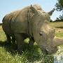濒临灭绝动物：北部白犀牛 动物世界