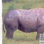 珍稀野生动物——犀牛 动物世界