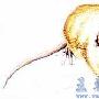 林鼠（Neotoma）(图) 动物世界