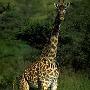 “巨人”长颈鹿 动物世界