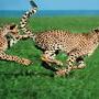 豹-长着一身金钱斑点的猛兽 动物世界