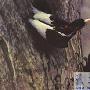 一生都在树上度过的帝啄木鸟 动物世界