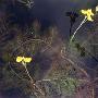 黄花狸藻（Utricularia aurea Lour.）