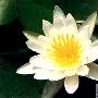 白睡莲（Nymphaea alba Linn.）