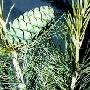 华山松（Pinus armandii Franch）