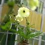 中国“灭绝”植物菜芙蓉惊现河北(图)