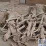 生死相依的百年母子树(图)