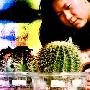 新型花卉备受消费者青睐(图)