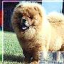 松狮犬的AKC标准 动物世界