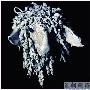 伦敦JAR珠宝展(1)
