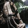 女人渴望得到的深海珠宝(7)