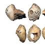人类最早的珠宝饰物原来是10万年前穿孔贝壳