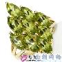 赏心悦目 璀璨夺目的奢华珠宝(45)