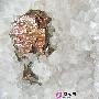 鬼斧神功 精美矿物晶体石欣赏(661)