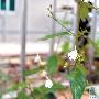 绝迹多年有美容功效 白鹤花再现西樵山图