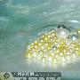 北海一市民珍珠螺里发现两颗特大号珍珠