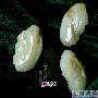 玉器佩饰：精美挂件欣赏（29）