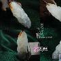 器佩饰：精美挂件欣赏（73）