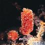 鬼斧神功 精美矿物晶体石欣赏（1327）