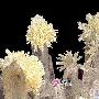 鬼斧神功 精美矿物晶体石欣赏（1330）