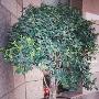 室内绿化装饰植物的选择