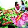 火鹤热销花卉市场