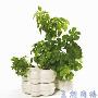 天暖了，该种花美化家居环境
