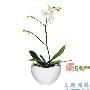 春季养花应注意以下五个事项
