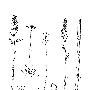 Illustrator图案画笔做花边的方法和技巧