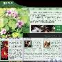 Adobe CS3网站首页设计—第1讲 制作首页的主体部分