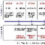 精益运营支撑系统的关键特征和发展目标