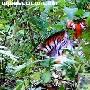 Photoshop合成教程：回归森林的老虎