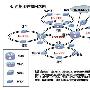 华为3Com助力山东兖矿集团信息化网络
