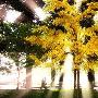 Photoshop模拟阳光穿透树