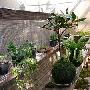 像养一只宠物那样来养植物！