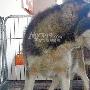 餐桌上“抢”回名犬 救助站收养近百只狗 （图） 动物世界
