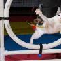 美猫咪障碍赛跑 众猫蓄势待发争头彩（图） 动物世界