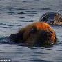 摄影师拍小狗海中玩耍引来海豹同游（图） 动物世界