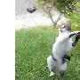 美摄影爱好者拍到猫捉老鼠精彩瞬间（图） 动物世界