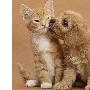 英摄影师拍摄小狗“强吻”小猫（图） 动物世界