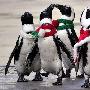 日本水族馆推出圣诞活动企鹅排排坐 （图） 动物世界