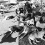 泰国洪水中的“狗岛”（图） 动物世界