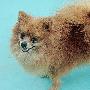 民警找回博美犬老人感叹是“救命” （图） 动物世界