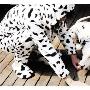 爱犬车祸后主人失眠 患了宠物依赖症（图） 动物世界