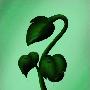 教你用Photoshop绘制青翠欲滴的植物(2)