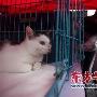 上海义工组织流浪猫狗领养活动（图） 动物世界