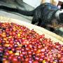 麝香猫助菲律宾农民致富（图） 动物世界