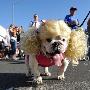 美国纽约举行万圣节狗狗派对（图） 动物世界
