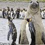 象海豹抢企鹅镜头有趣瞬间（图） 动物世界
