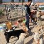 山西志願者建首家流浪狗“收容所”（圖） 動物世界